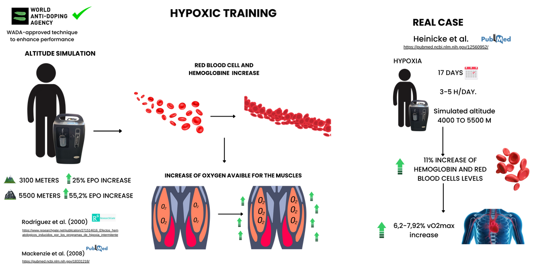 Hypoxic Training Mechanismus — Blutzellen, Muskelanpassung, Real Case Beispiel