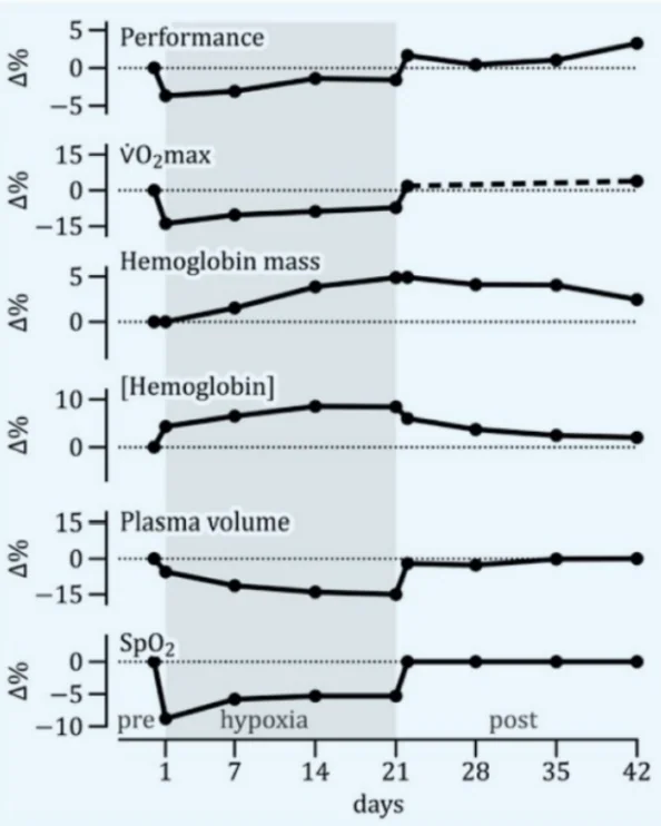Diagramm: Leistungspeak nach Hypoxiephase — Performance, VO₂max, Hämoglobinmasse, SpO₂ über Zeit